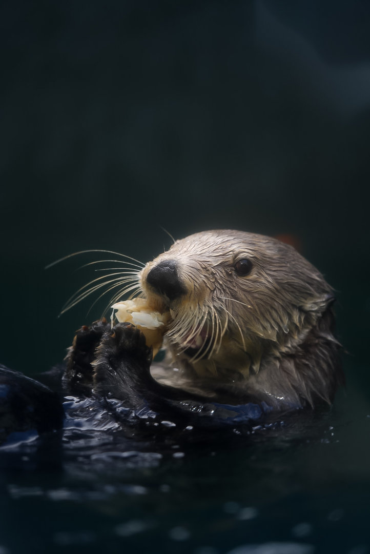 Sea Otter (Seiku)