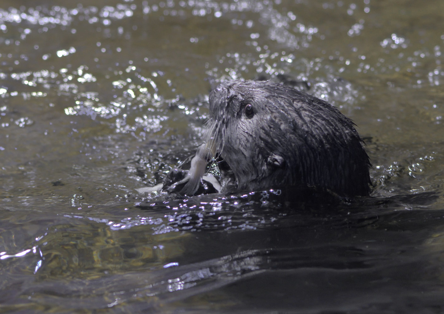 Sea otter + squid snack