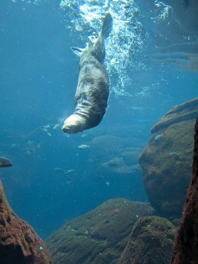 Sea Otter Swimming