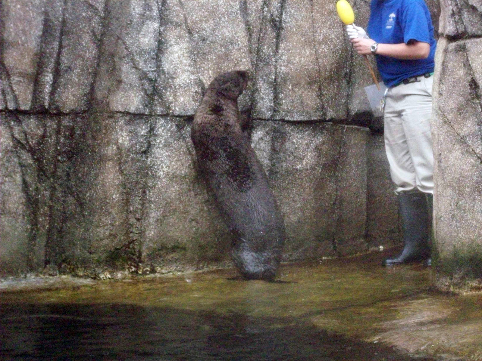 Sea Otter Training