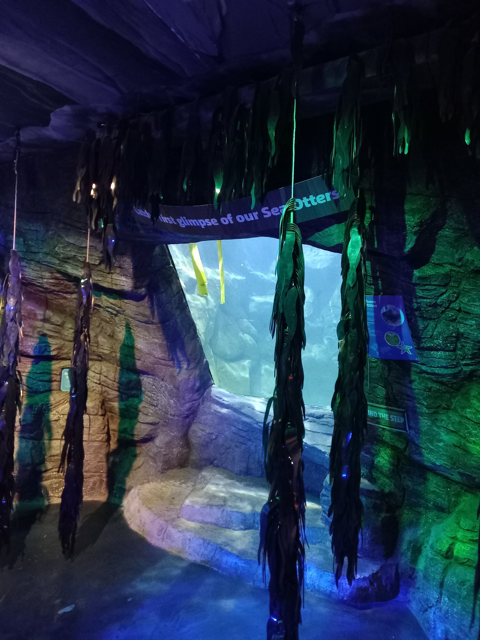 Sea otter underwater viewing window