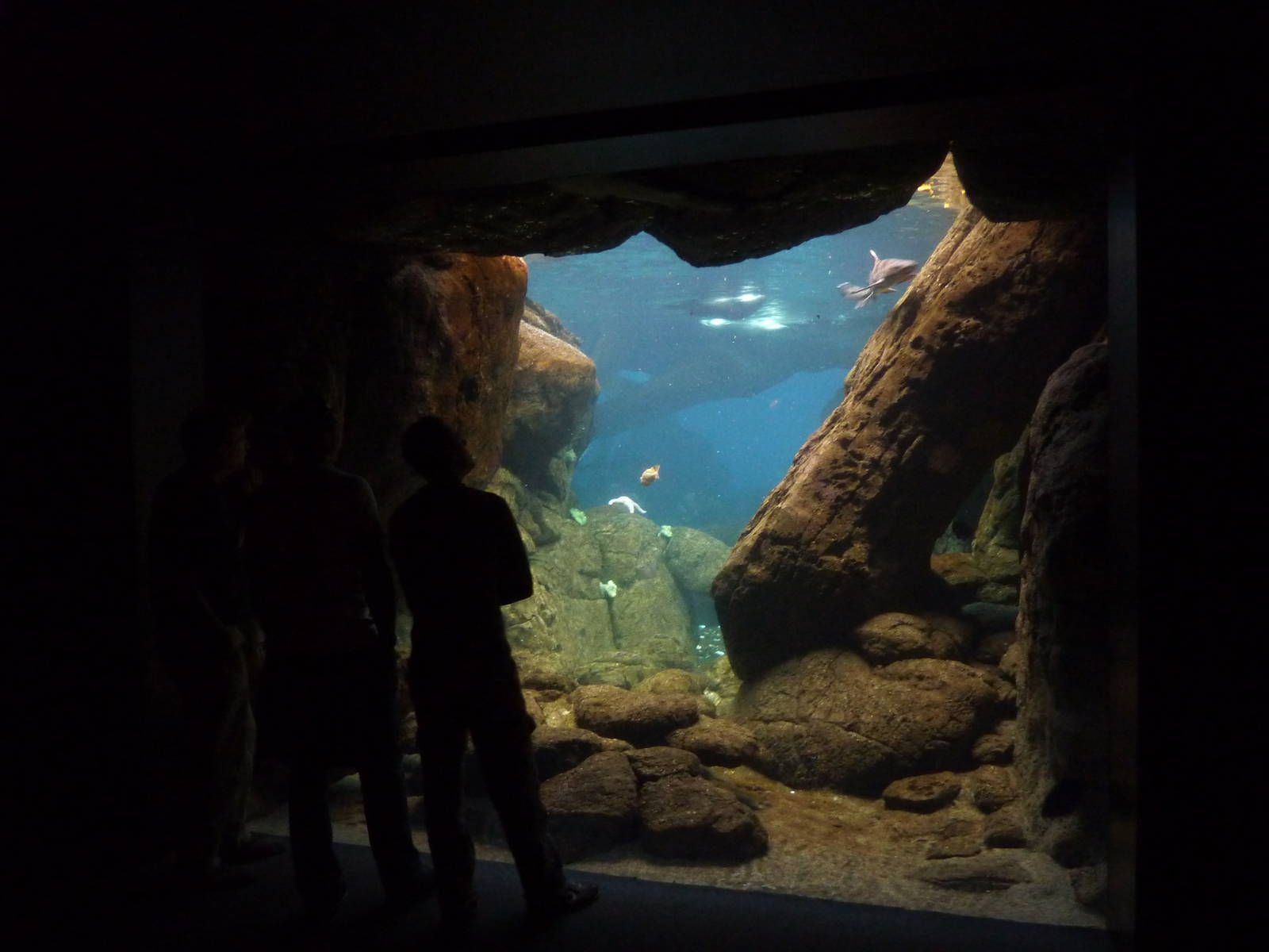 Sea otter underwater viewing