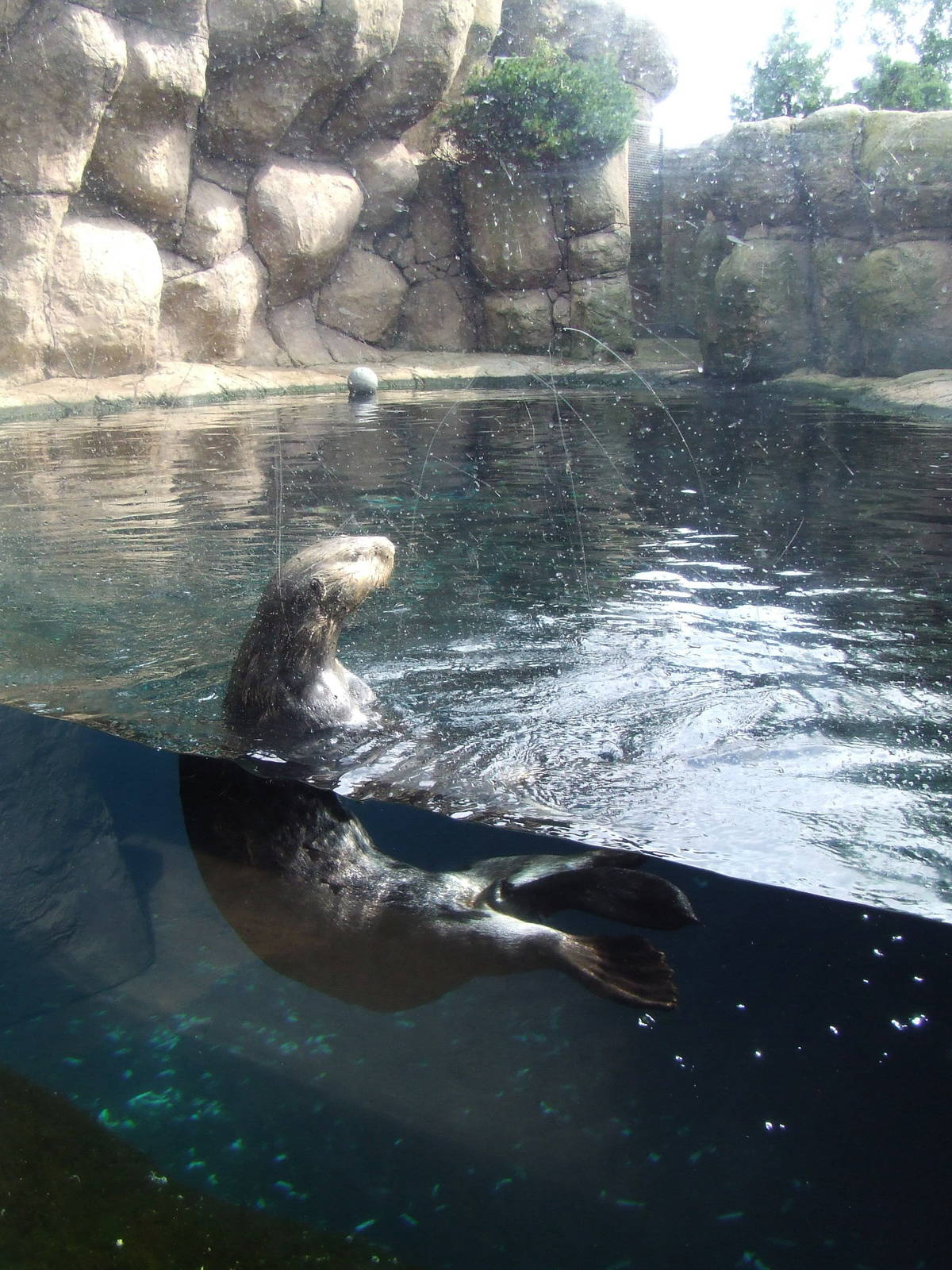 Sea Otter viewing, Oceanium