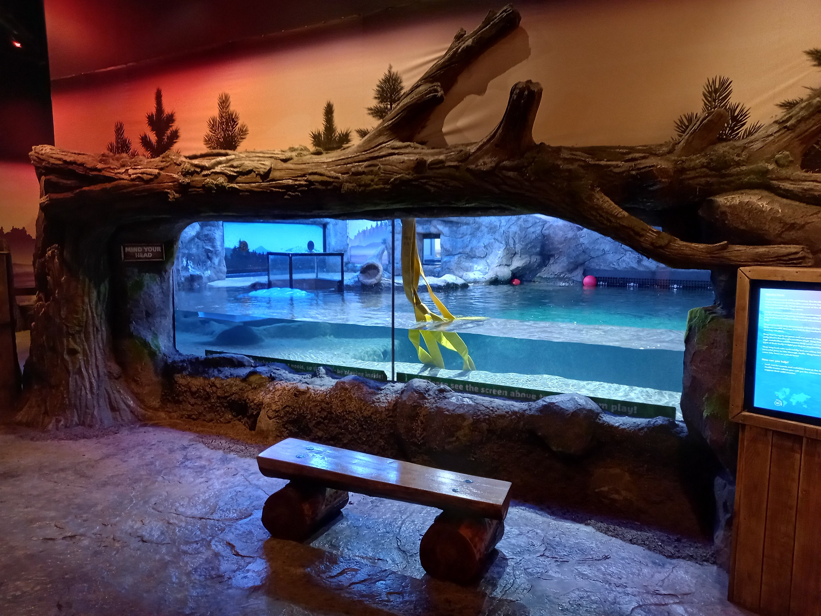 Sea otter viewing window