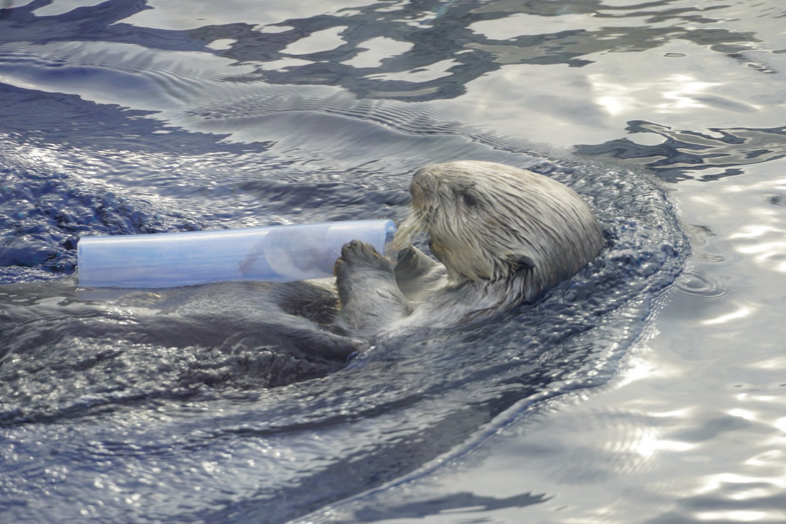 Sea Otter with shrimp