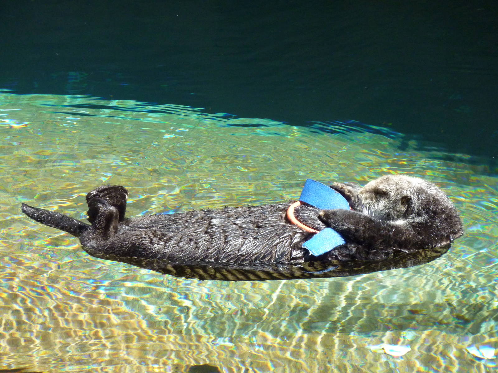 Sea Otter