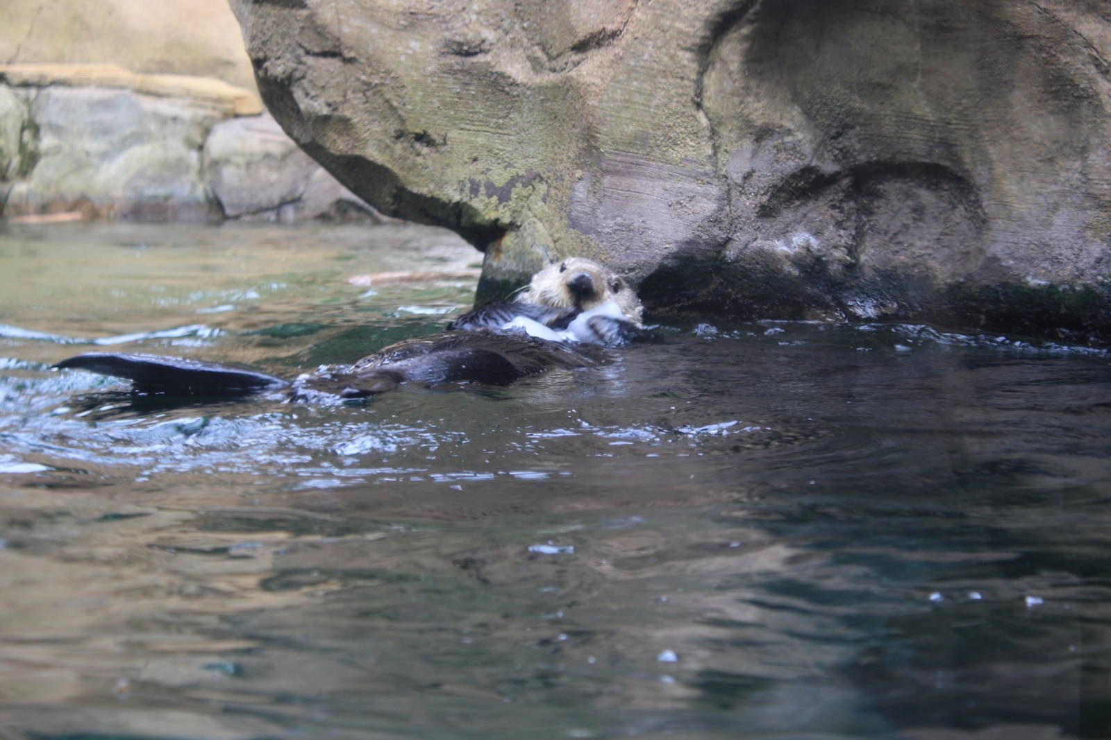 Sea Otter