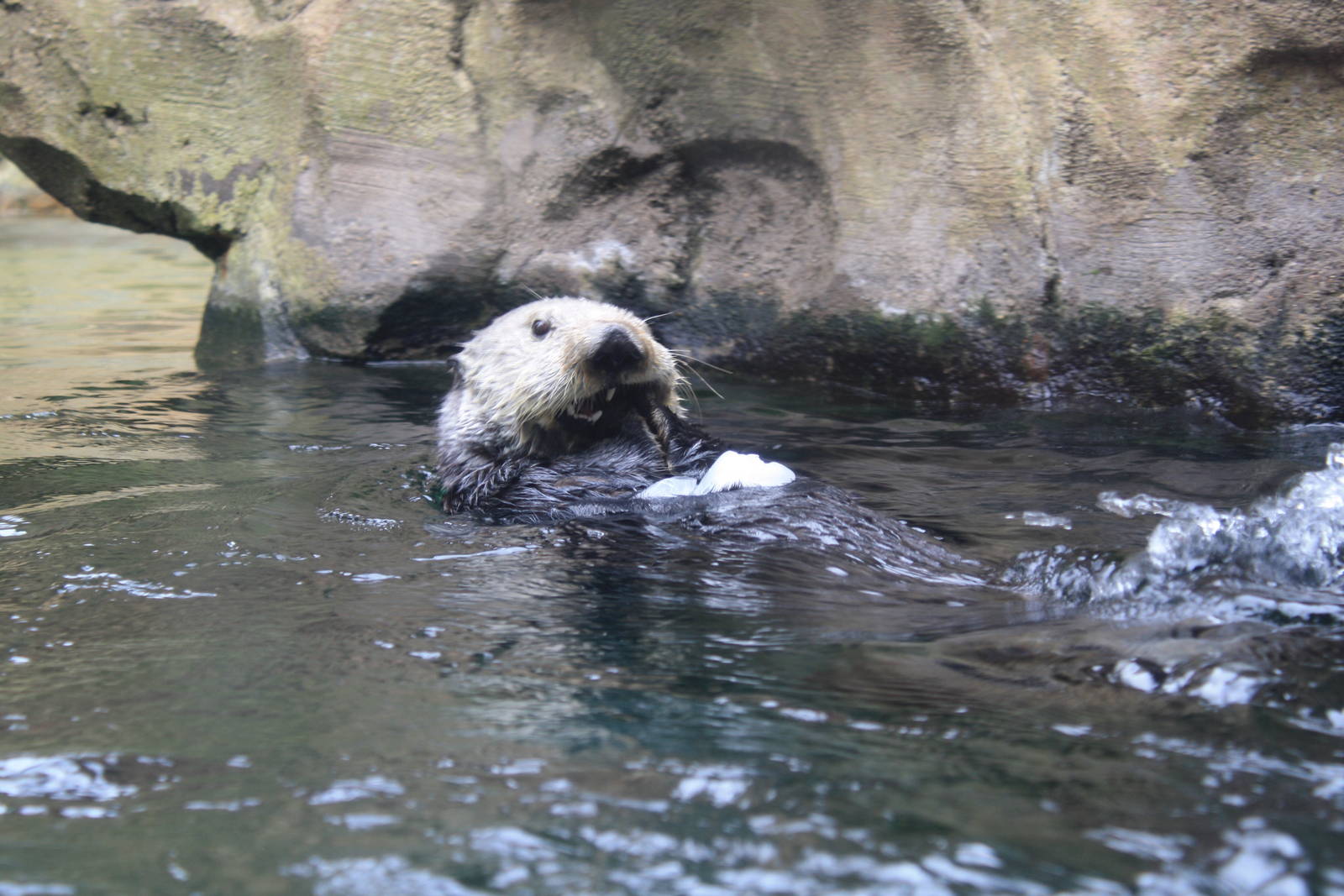Sea Otter