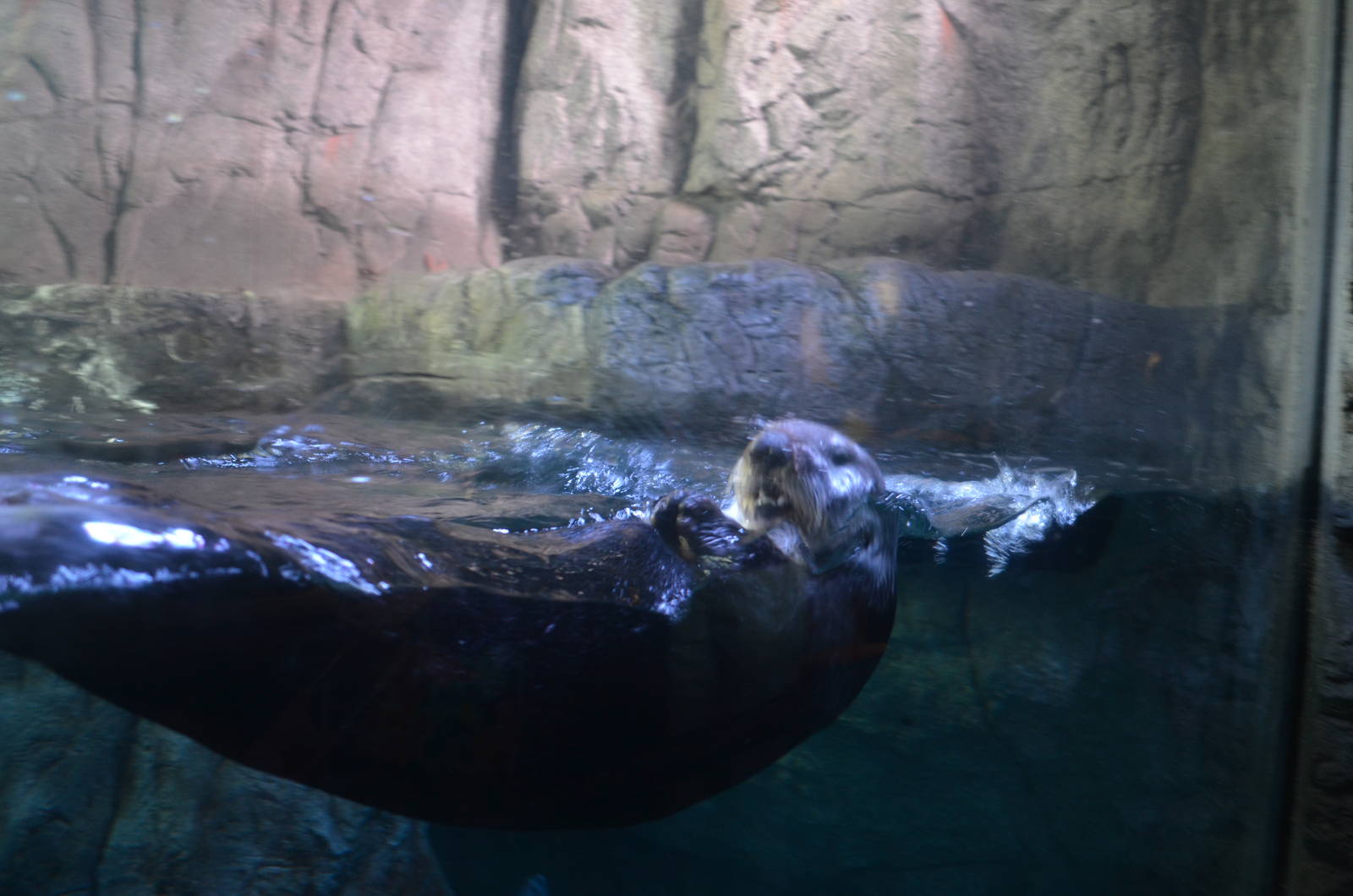 Sea Otter
