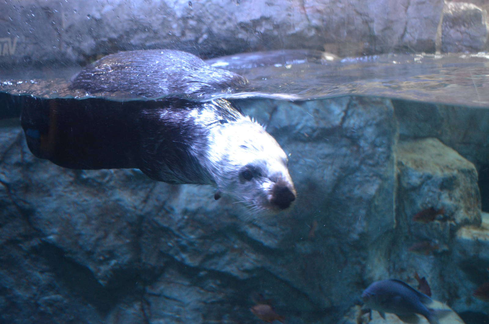 Sea Otter