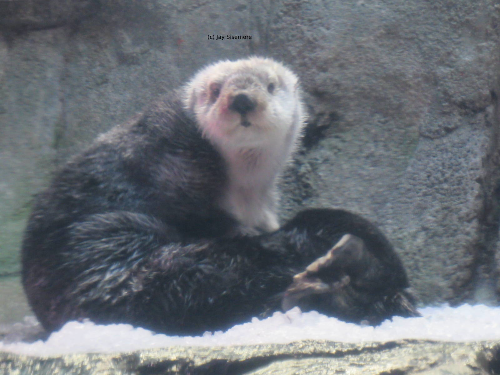 Sea Otter