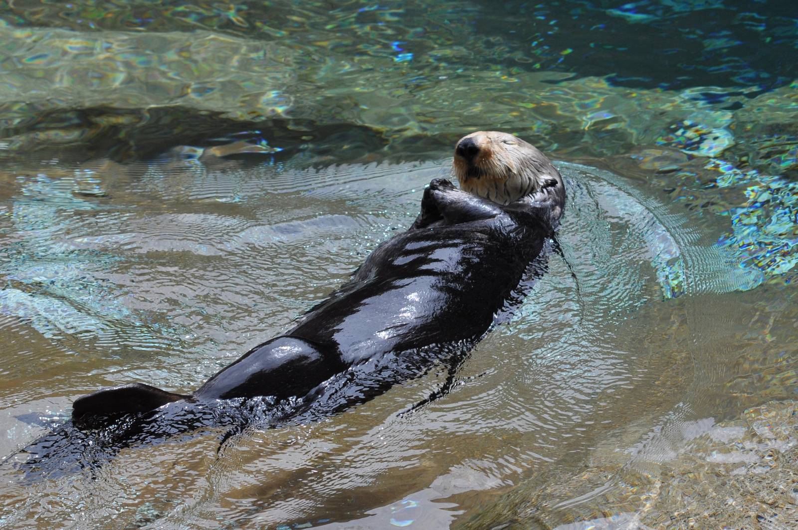 Sea Otter