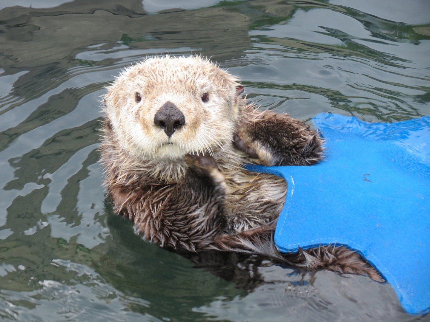 Sea Otter