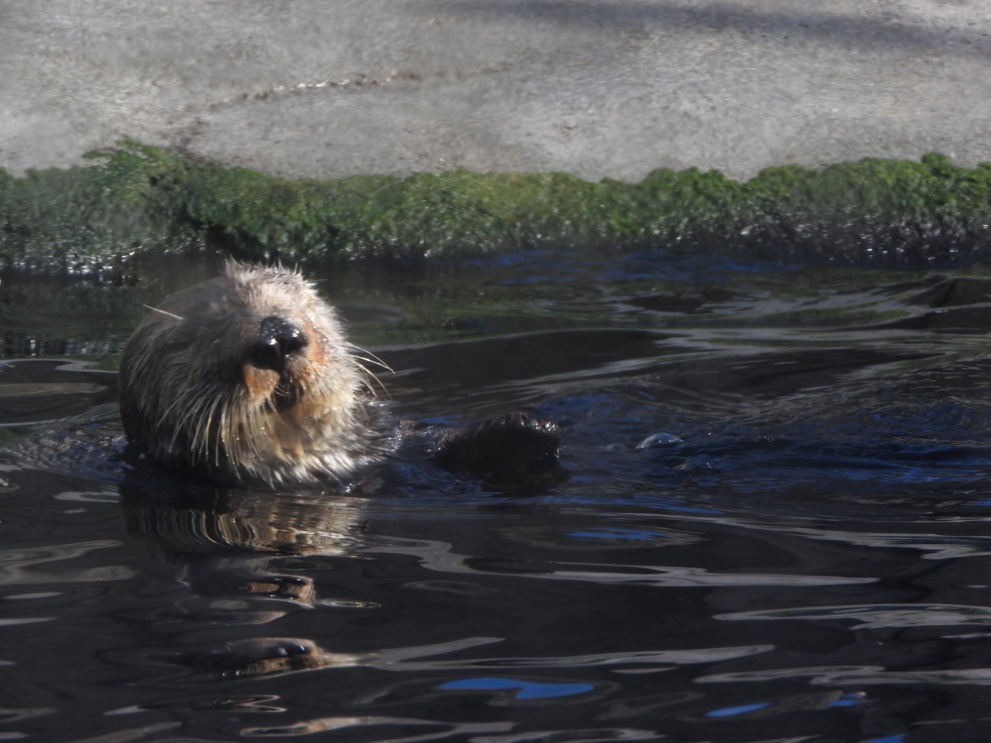 Sea Otter