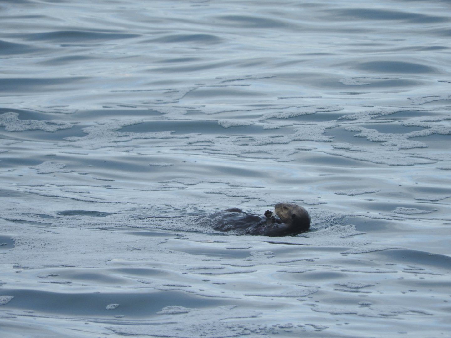 Sea Otter