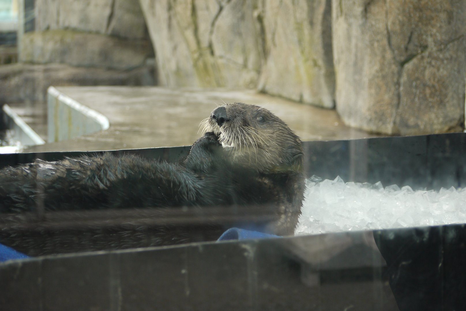 Sea Otter