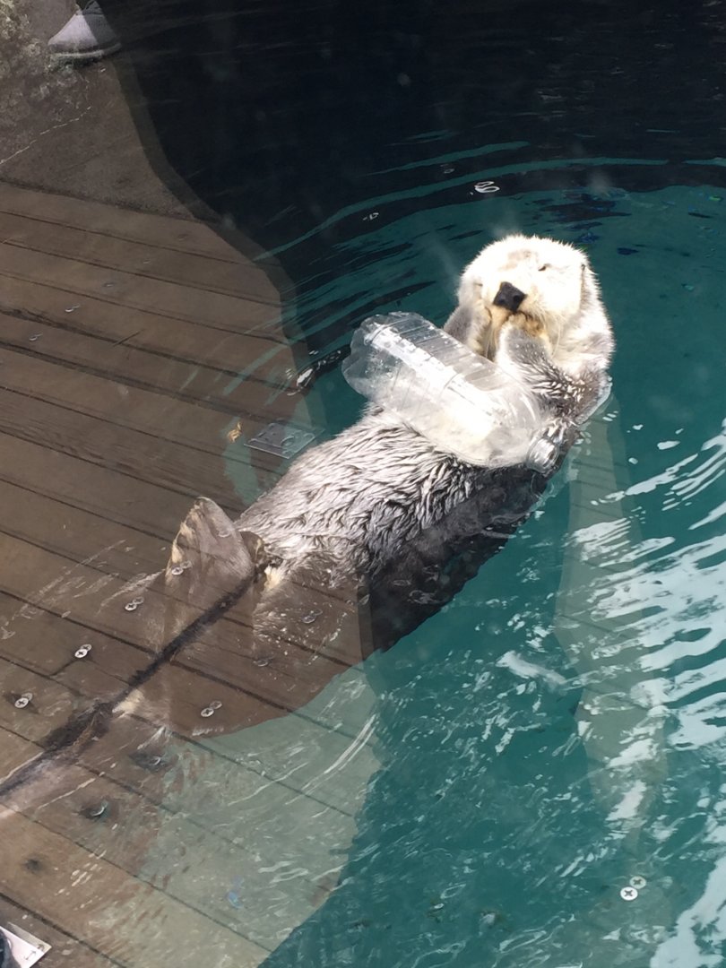 Sea Otter