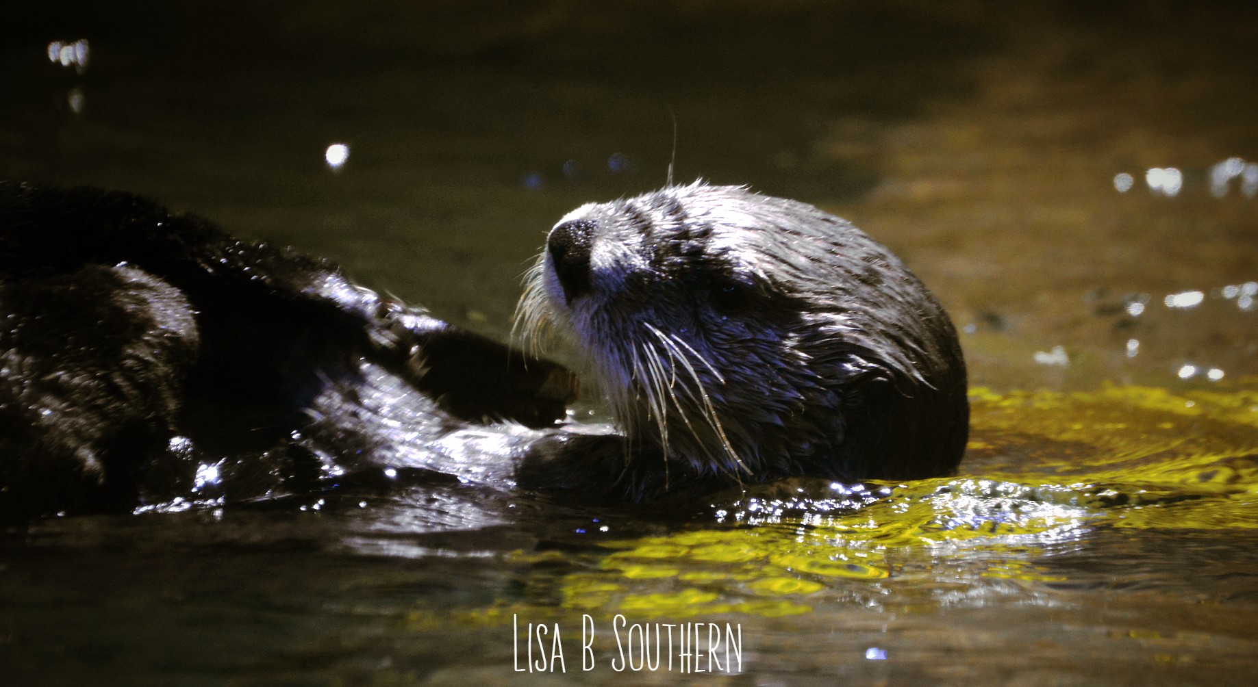 Sea Otter