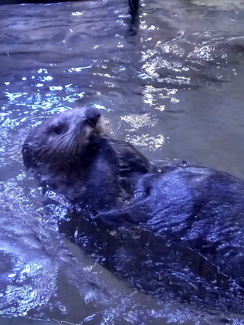 Sea Otter