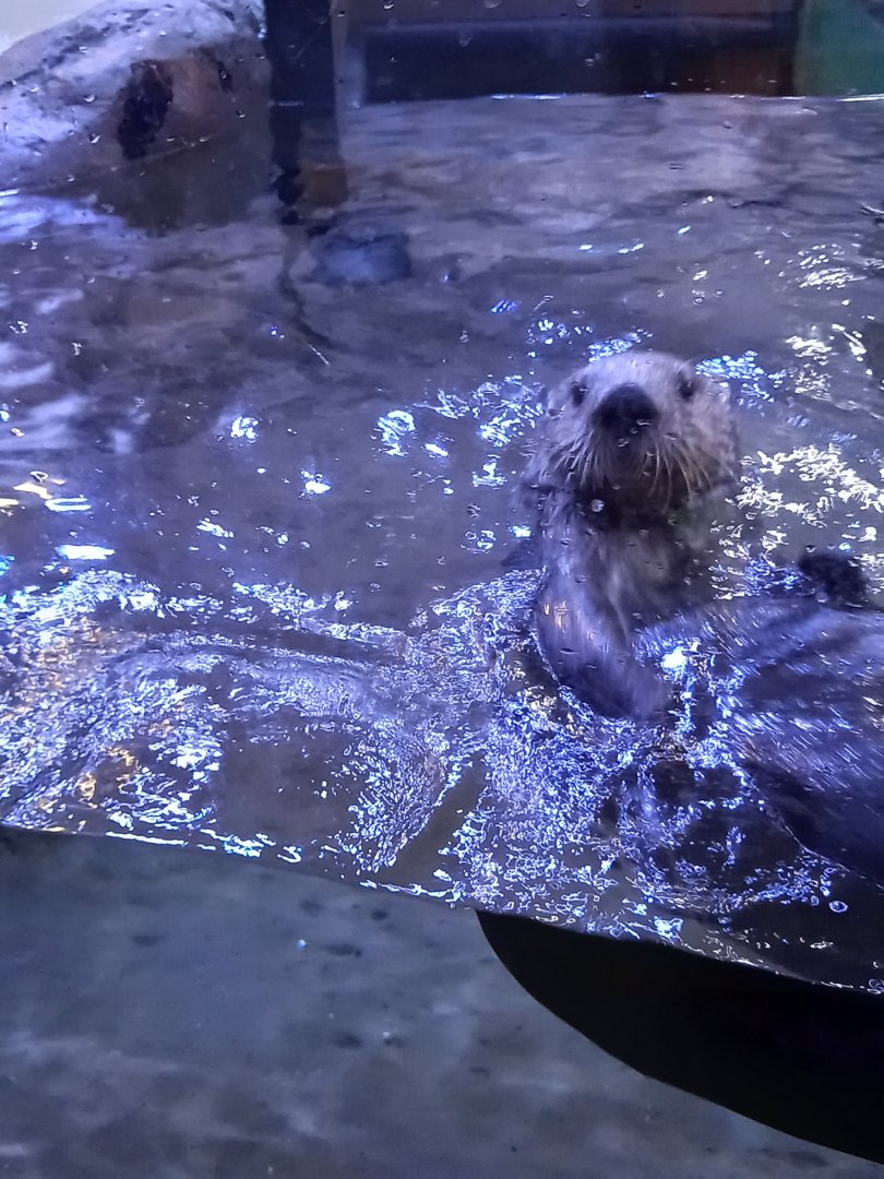 Sea Otter