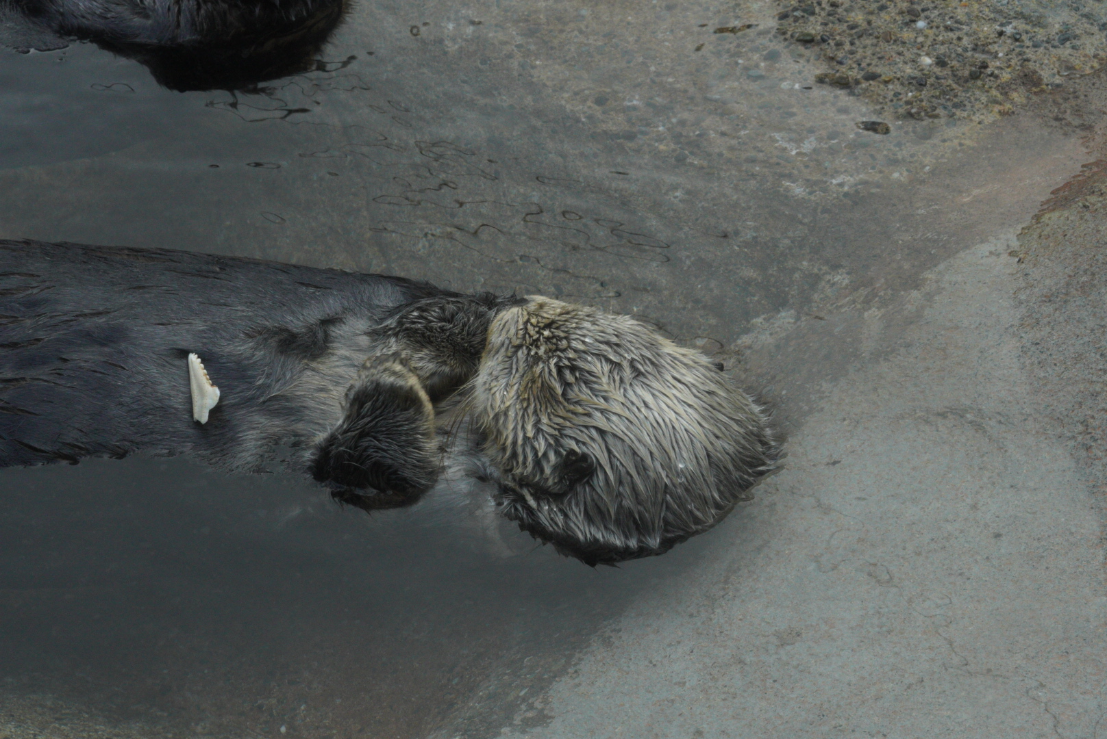 Sea Otter