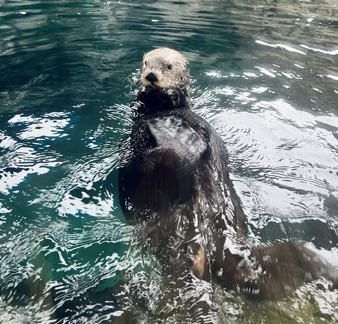 Sea Otter
