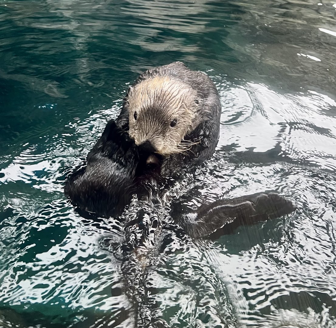 Sea Otter