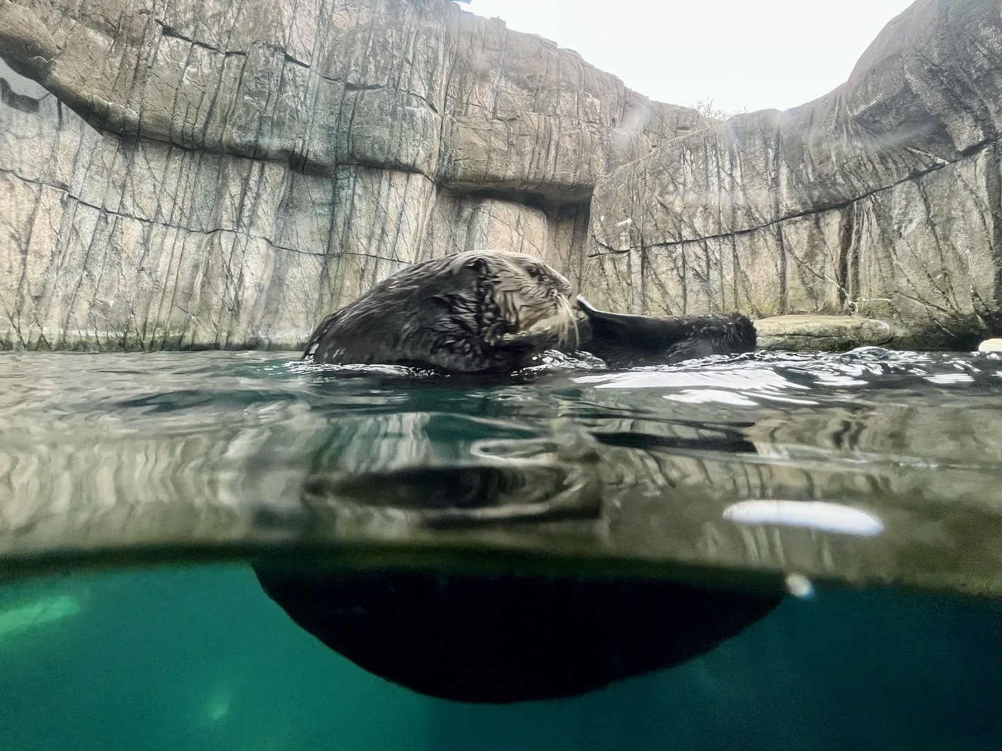 Sea Otter