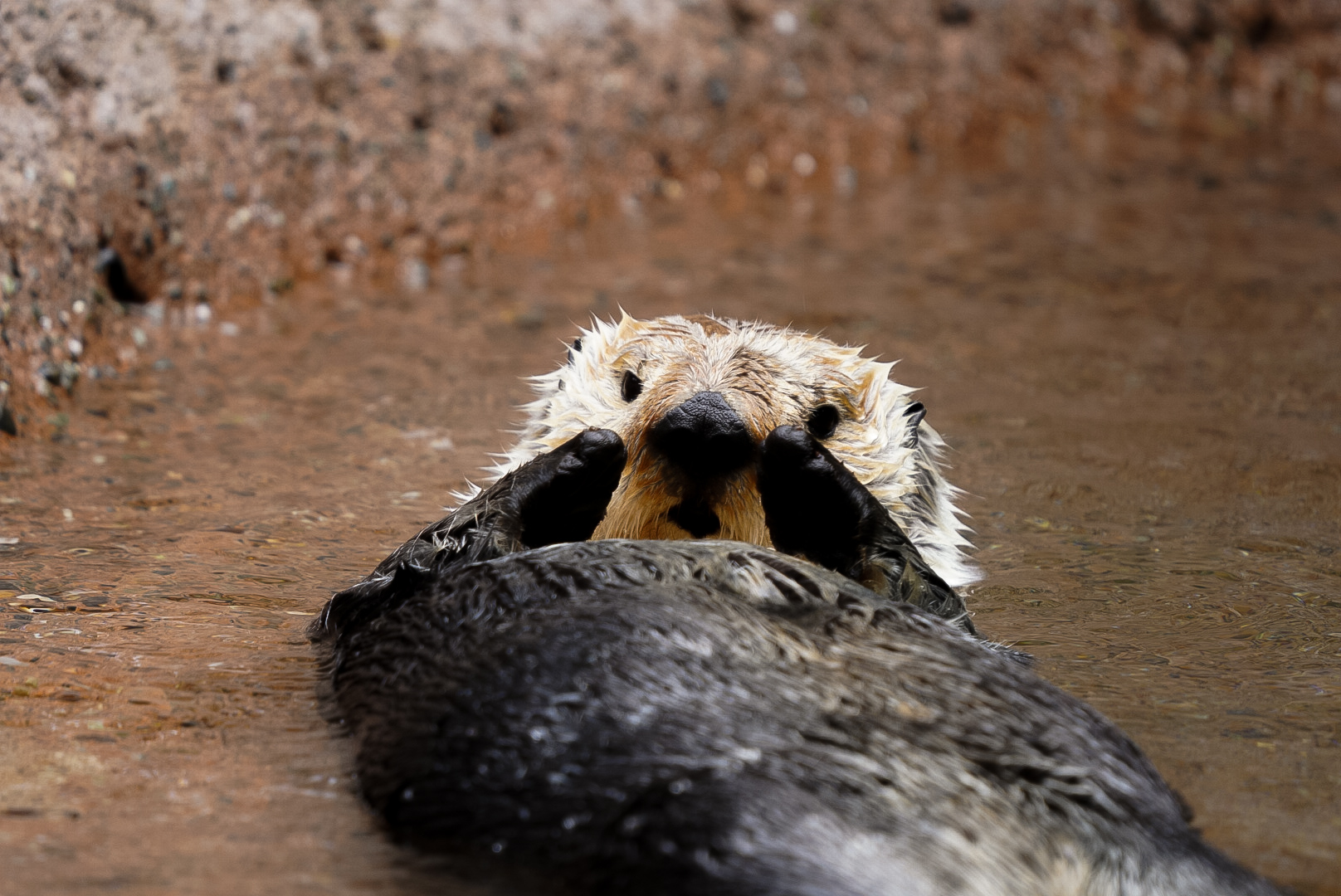 Sea Otter