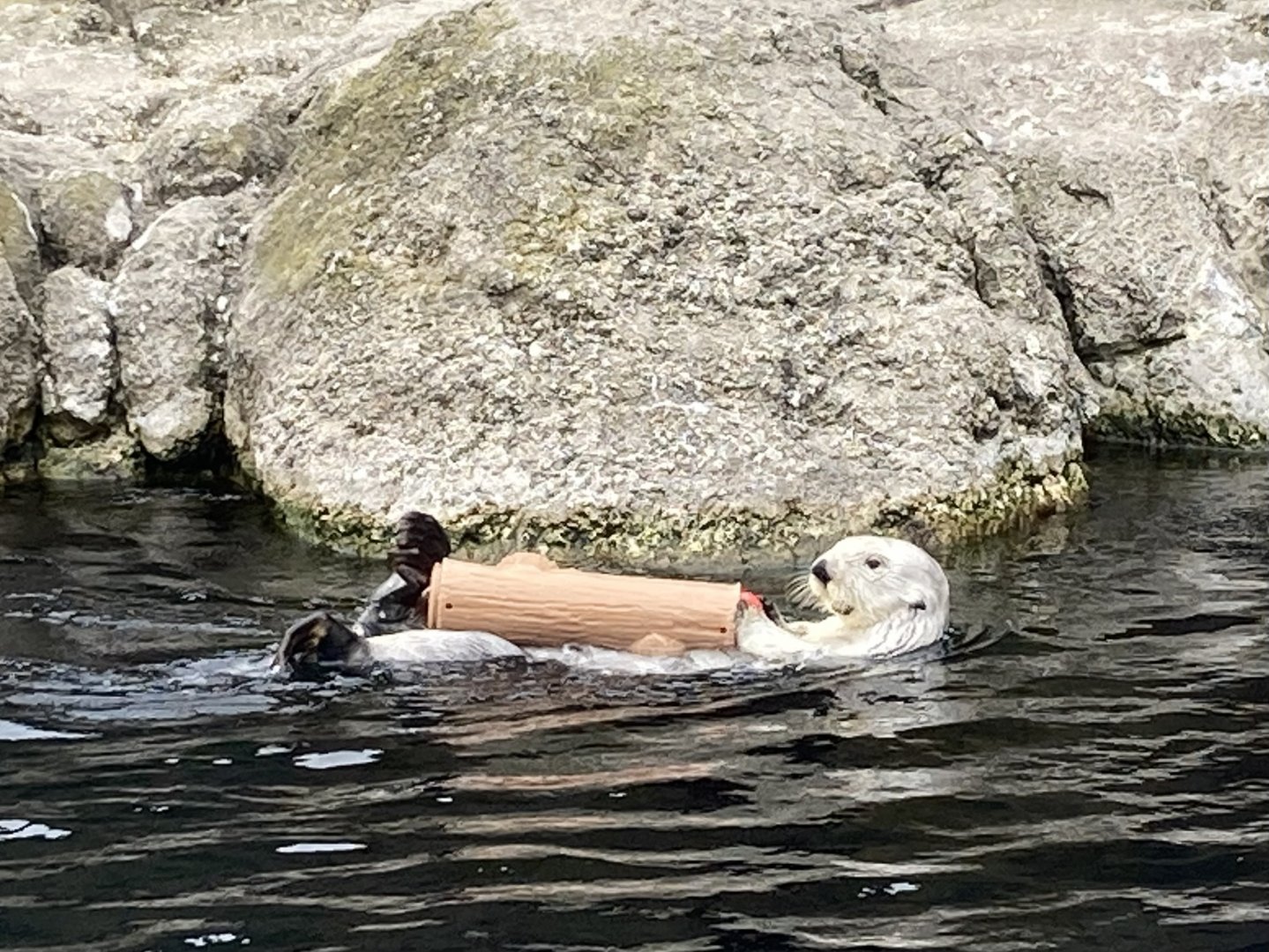 Sea Otter