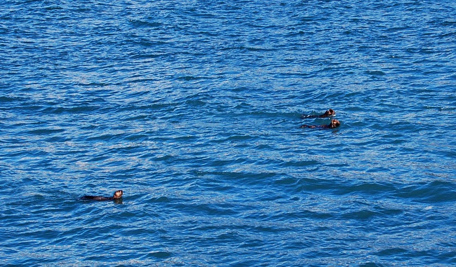 Sea Otters - Alaska