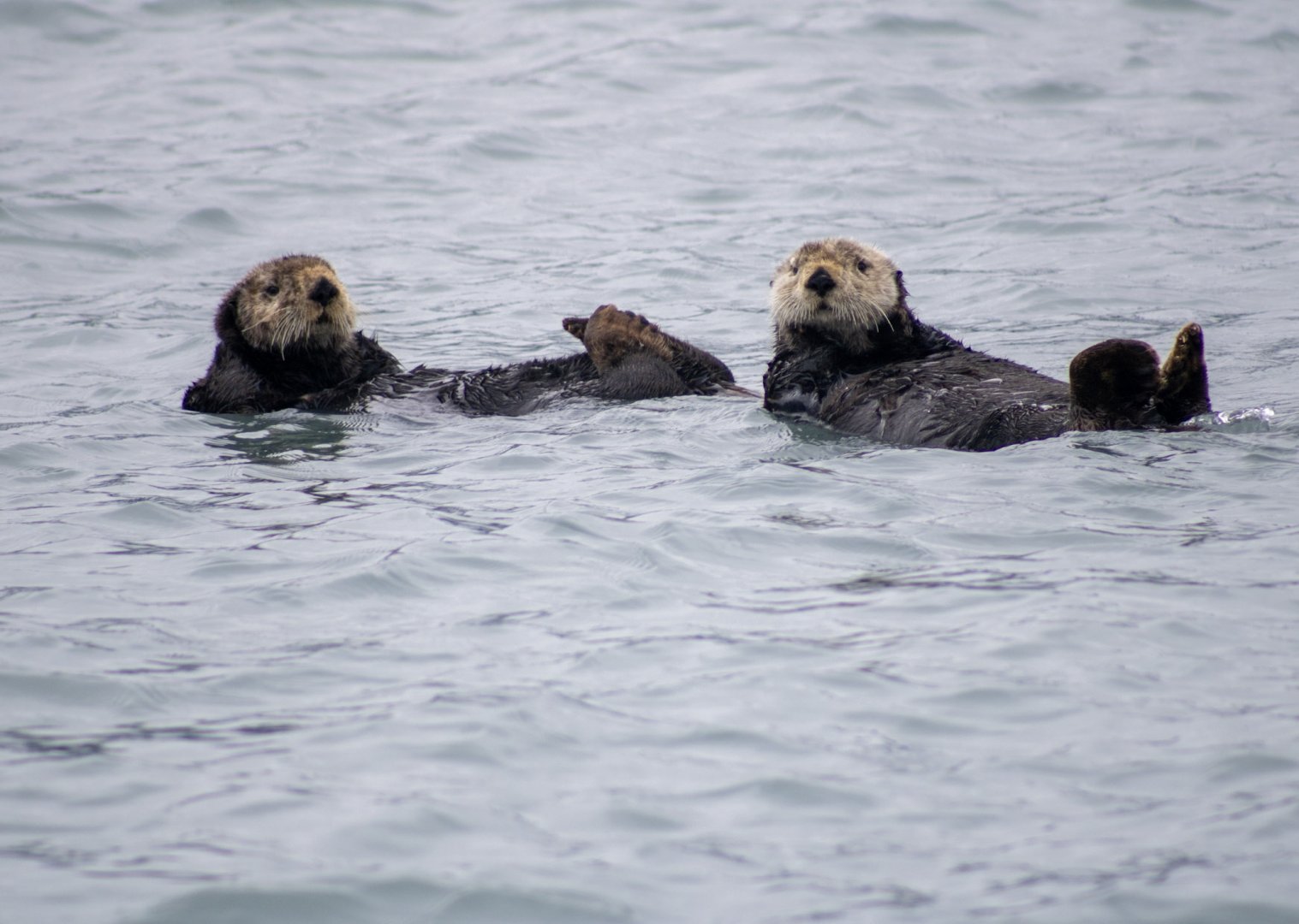 Sea Otters - Alaska