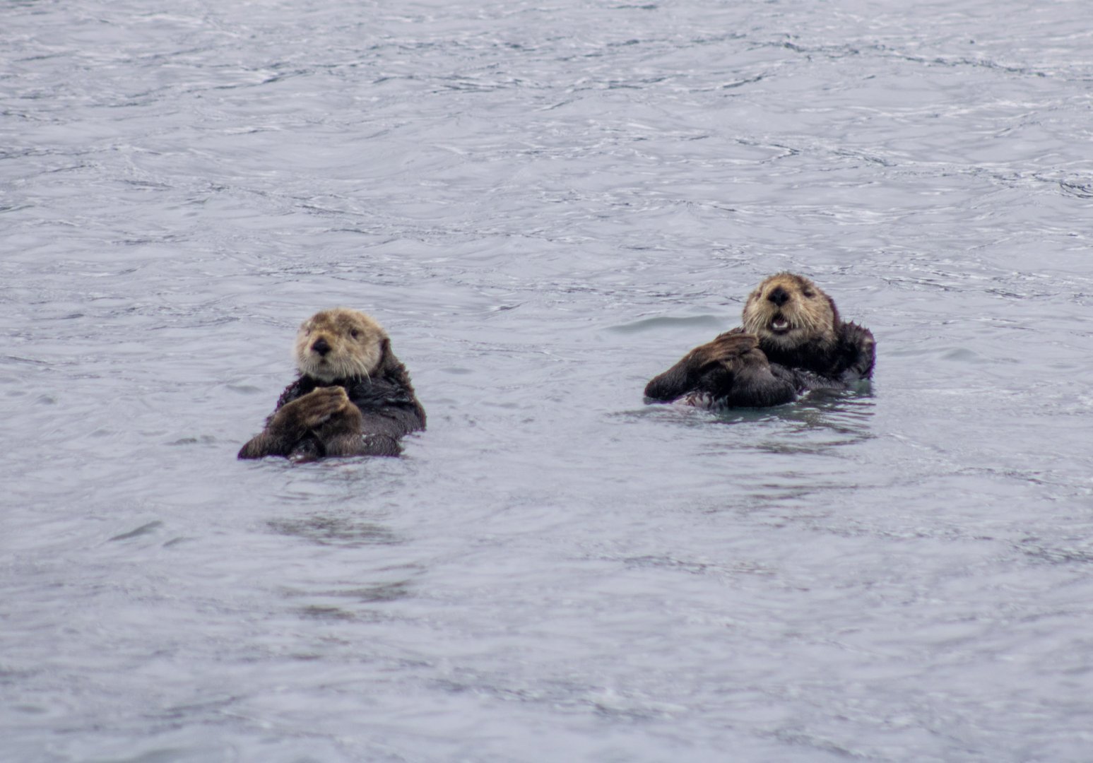 Sea Otters - Alaska