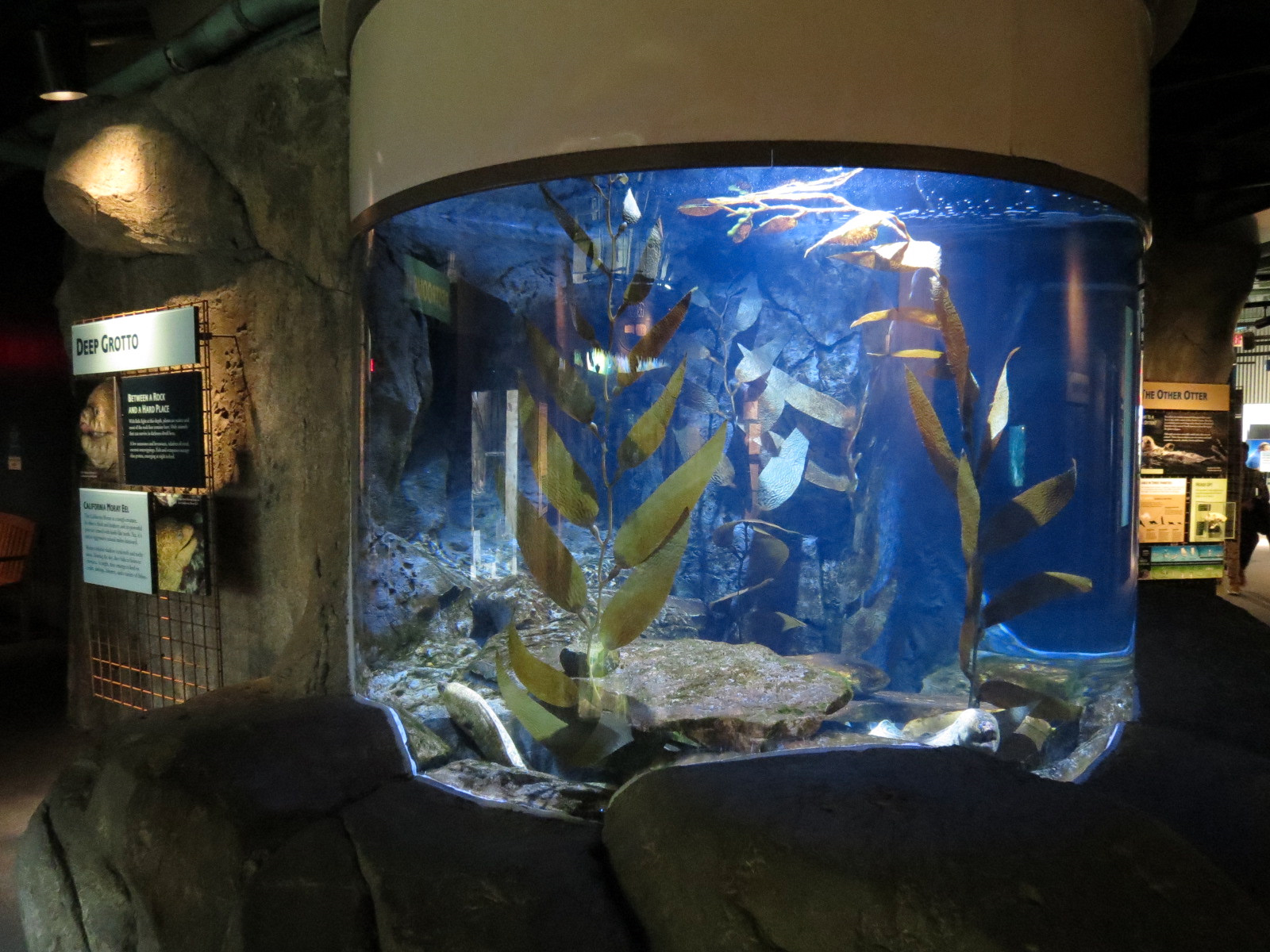 Sea Otters - 'Deep Grotto' Exhibit