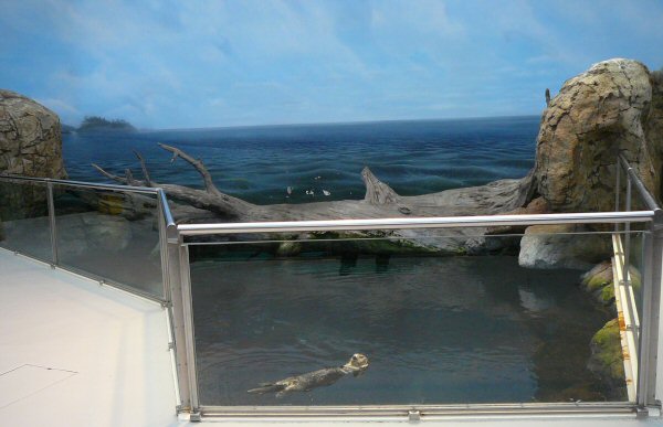sea otters enclosure at Lisbon Oceanario (aquarium)