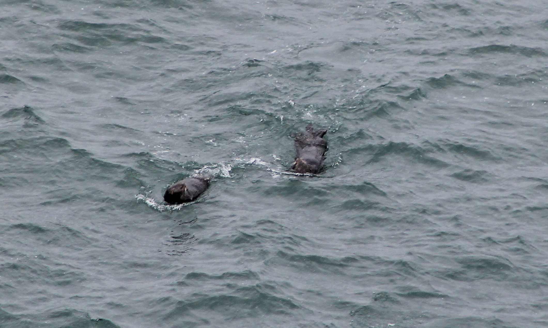 Sea Otters (Enhydra lutris lutris)