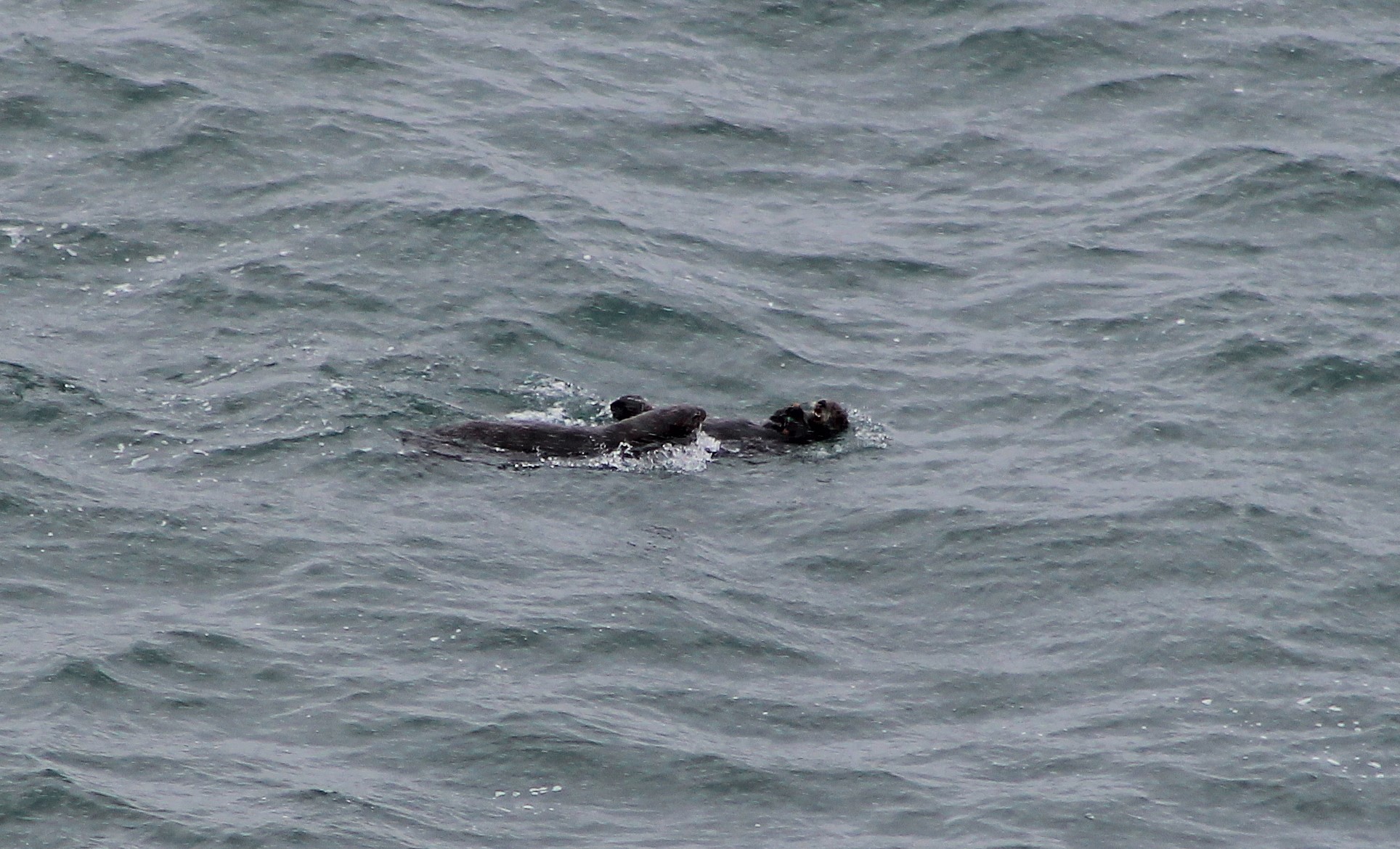 Sea Otters (Enhydra lutris lutris)