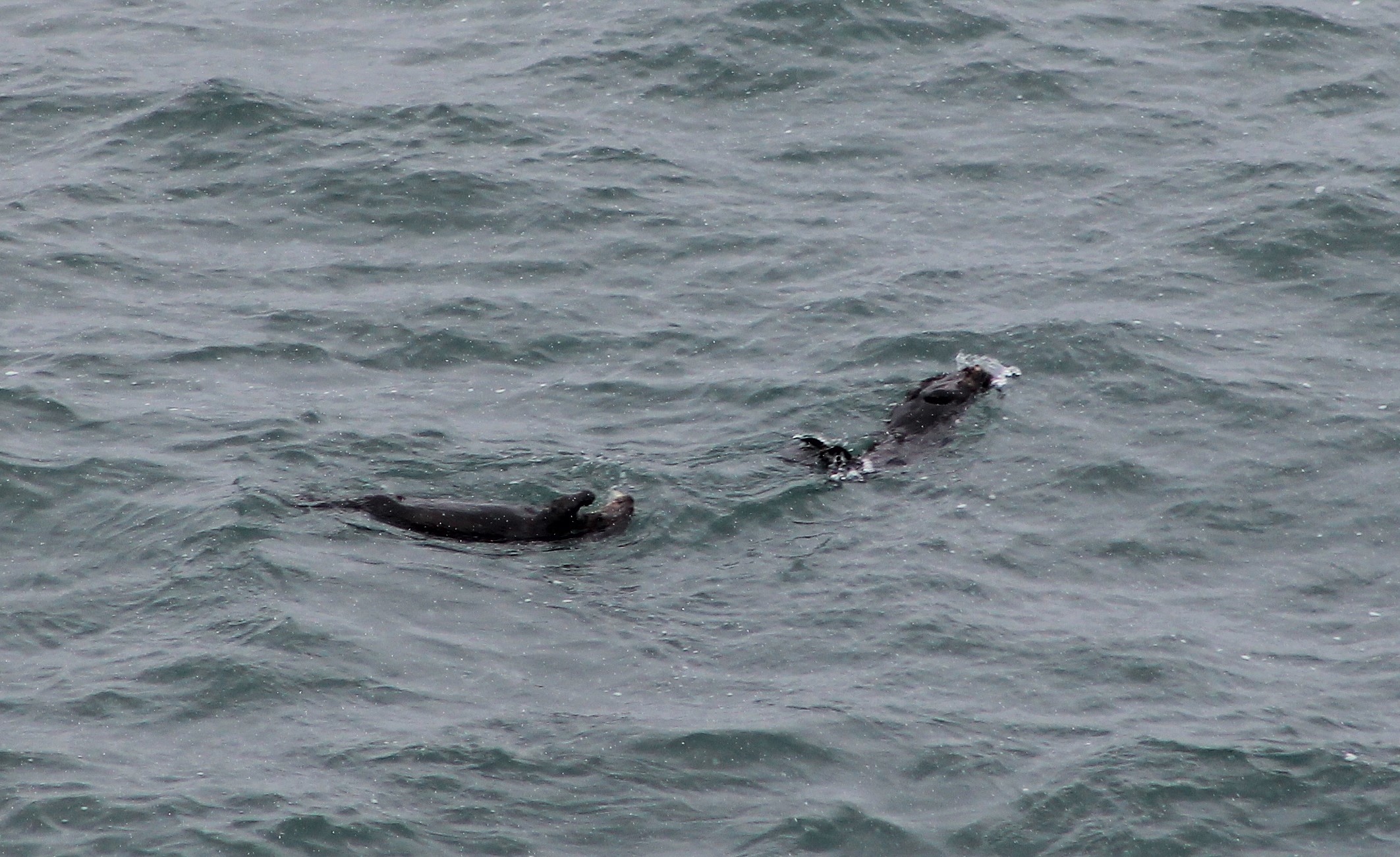 Sea Otters (Enhydra lutris lutris)