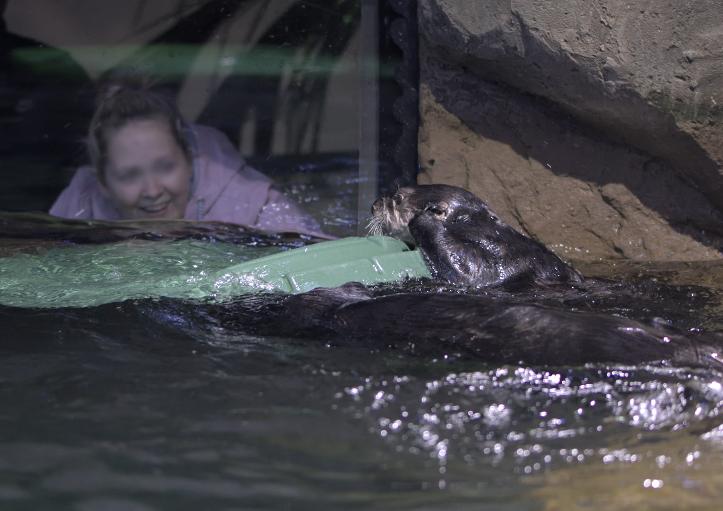 Sea otters entertaining