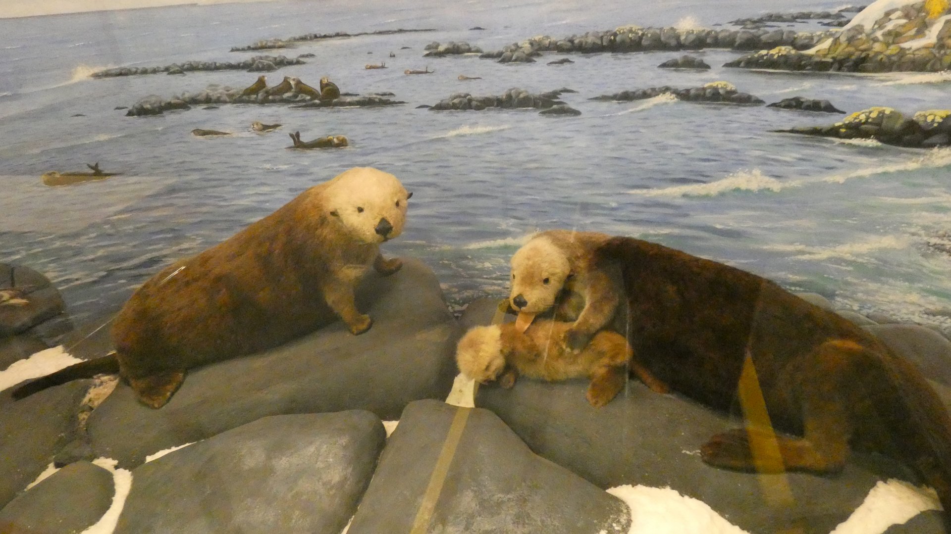 Sea Otters - Feb. 2022