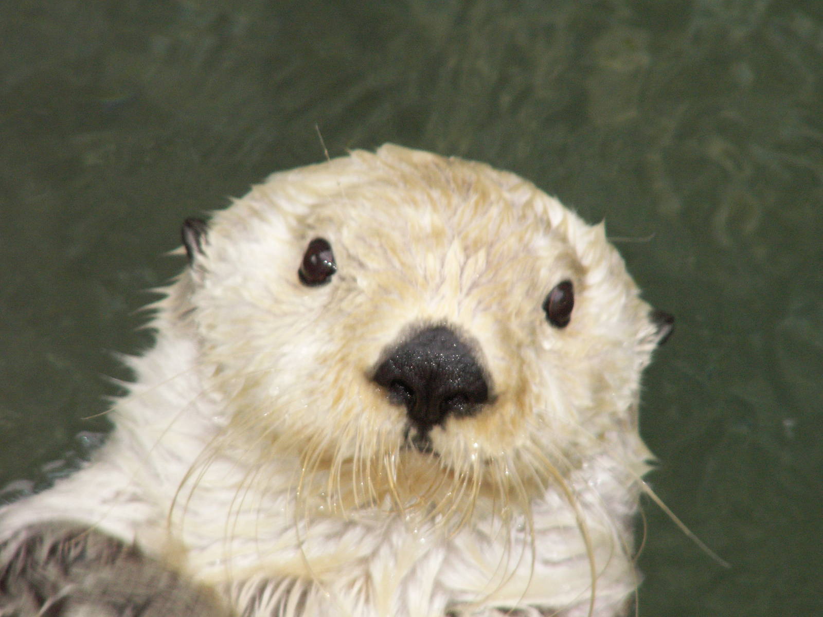 sea otters feeding