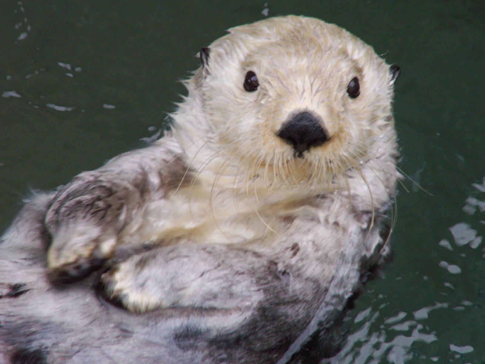 sea otters feeding