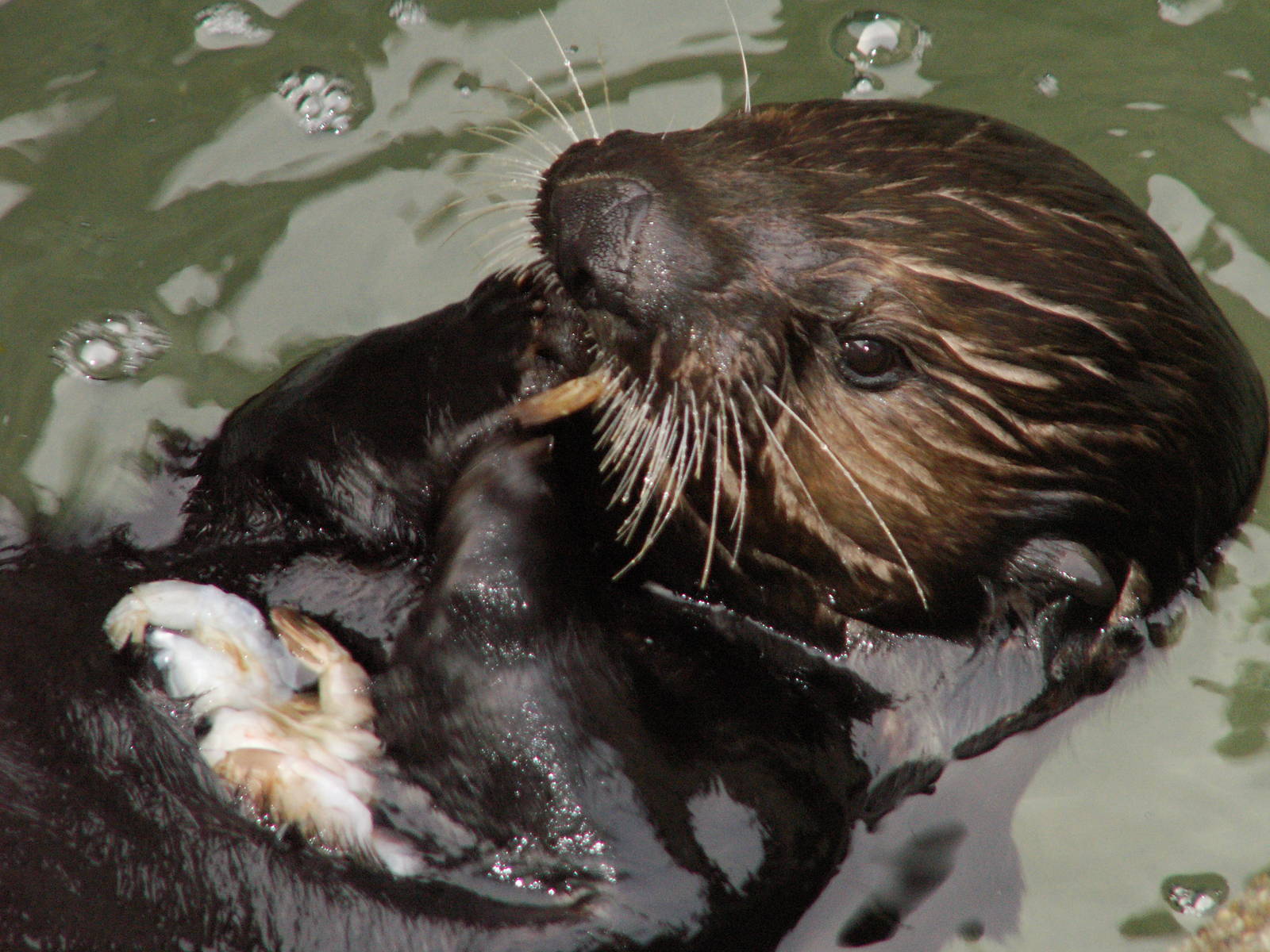 sea otters feeding