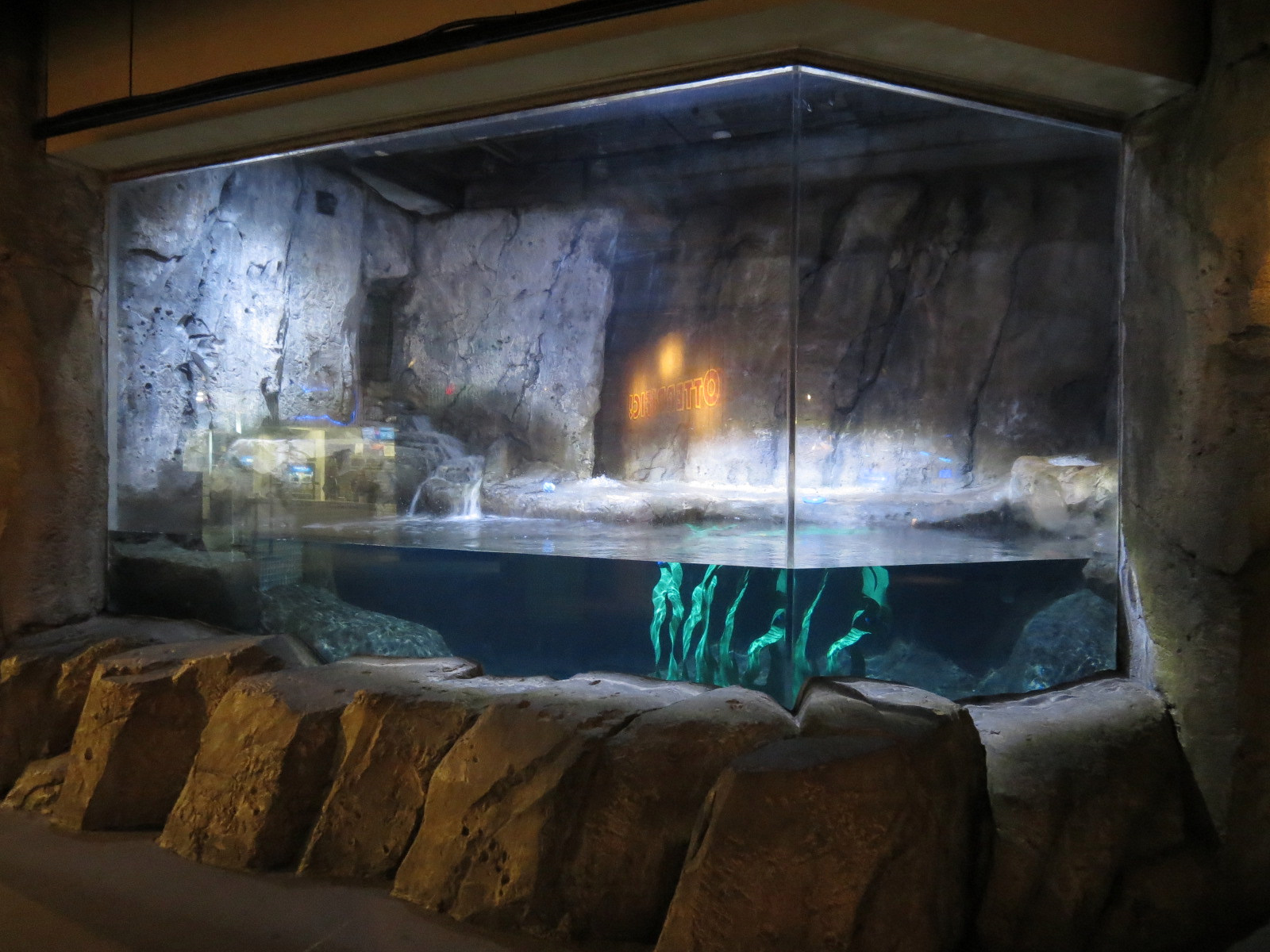 Sea Otters - Second Half of Sea Otter Exhibit