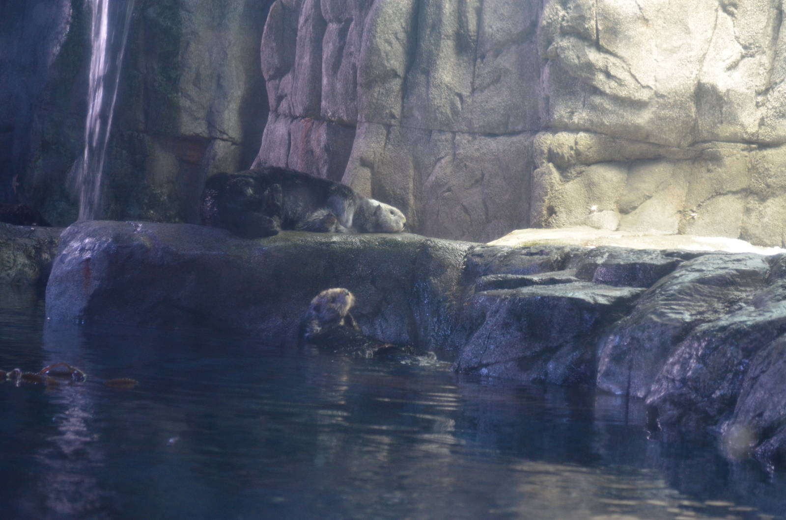 Sea Otters