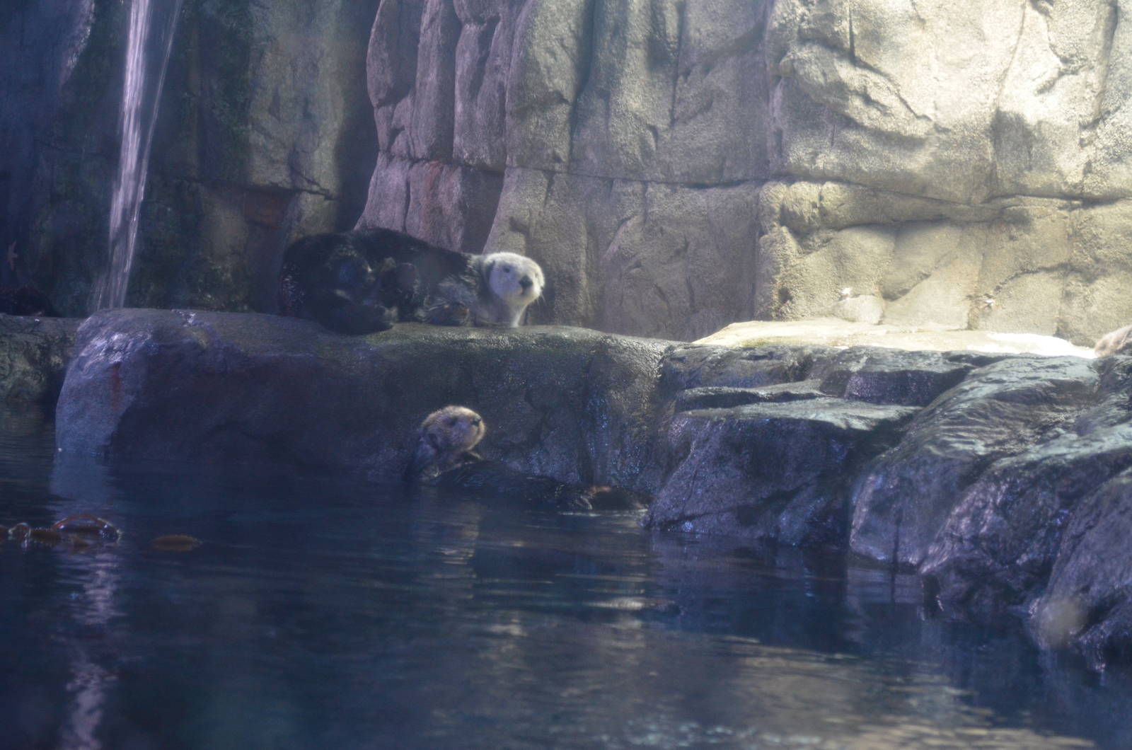 Sea Otters