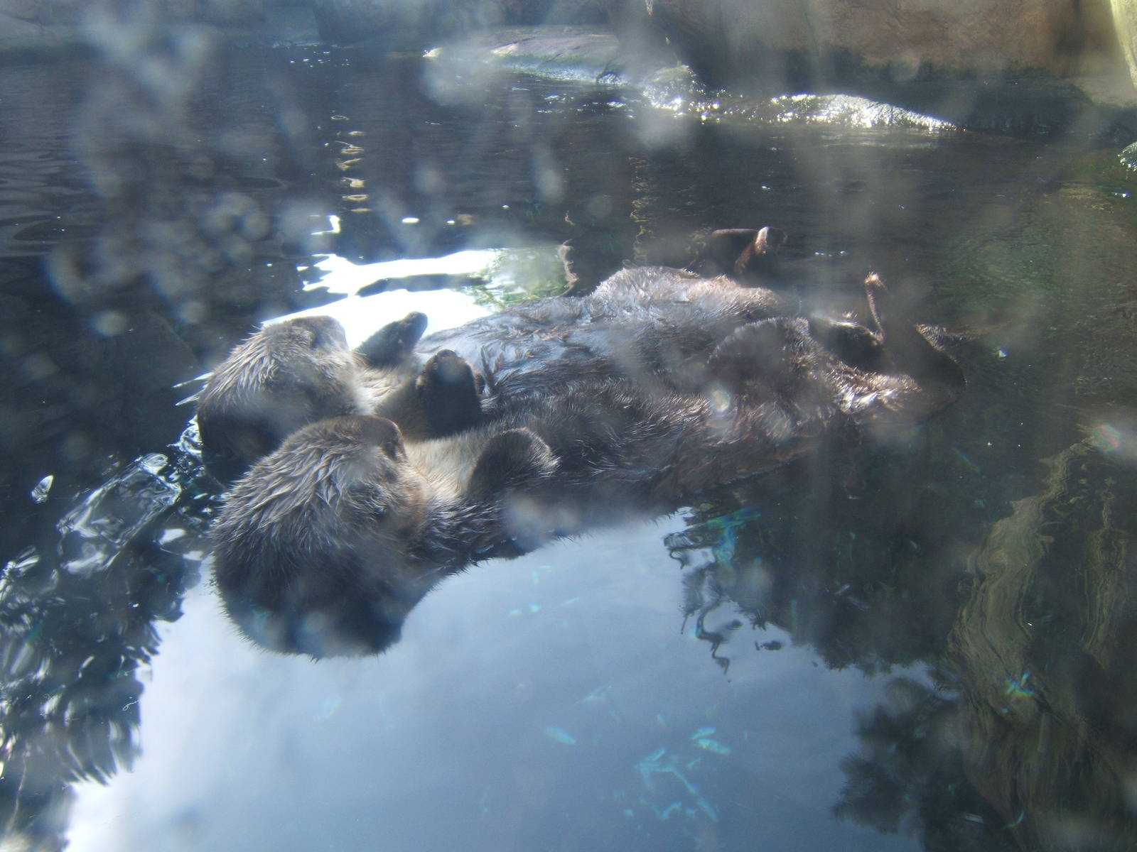 Sea Otters