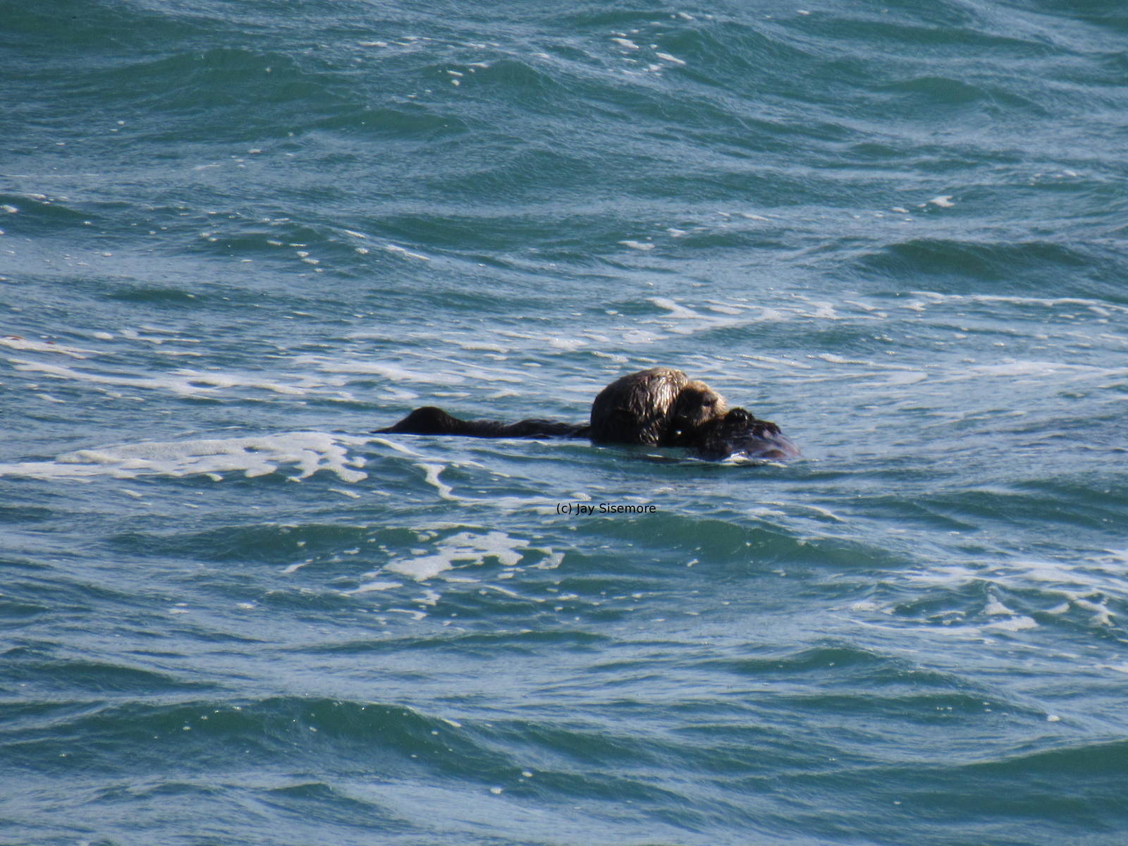 Sea Otters