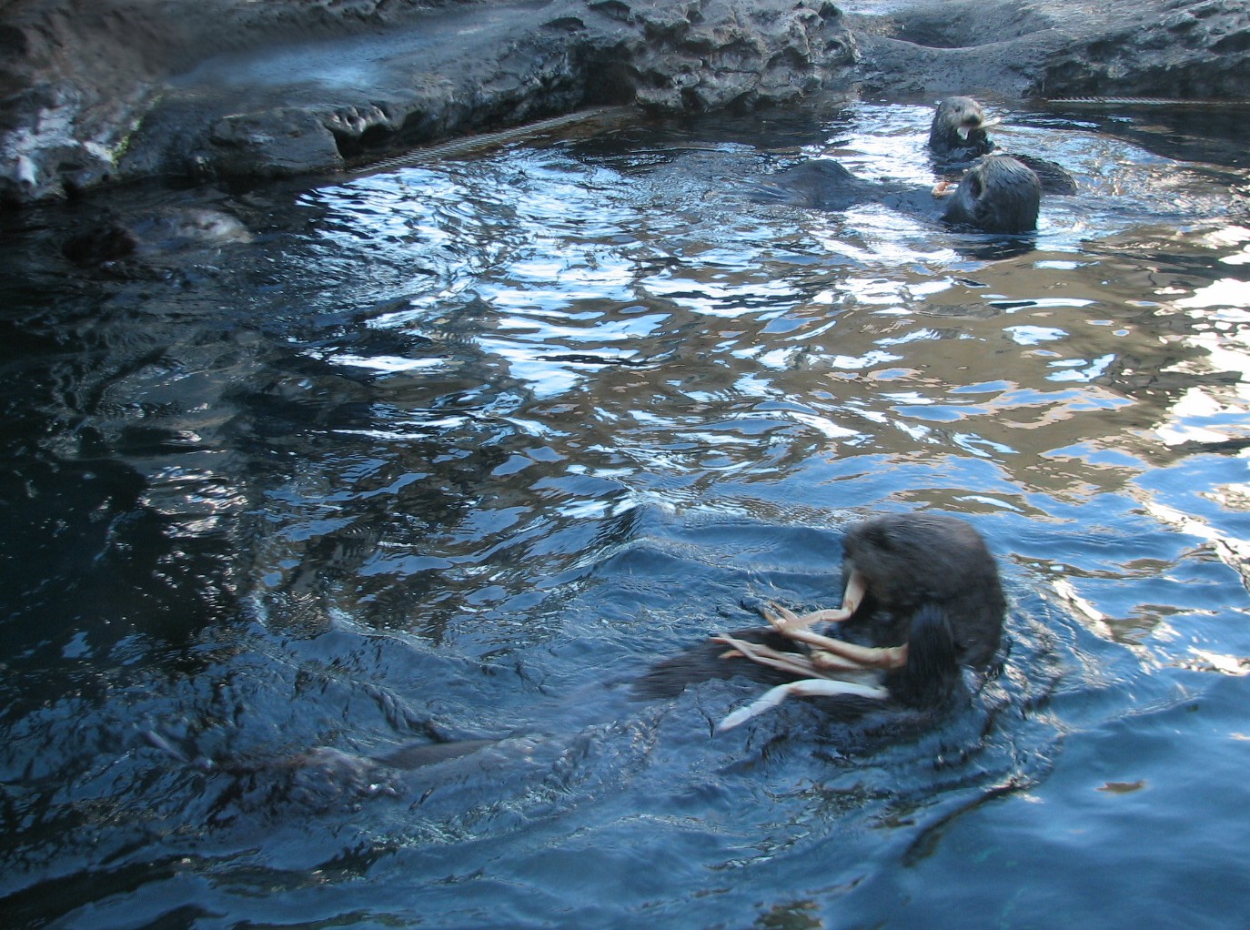 Sea Otters