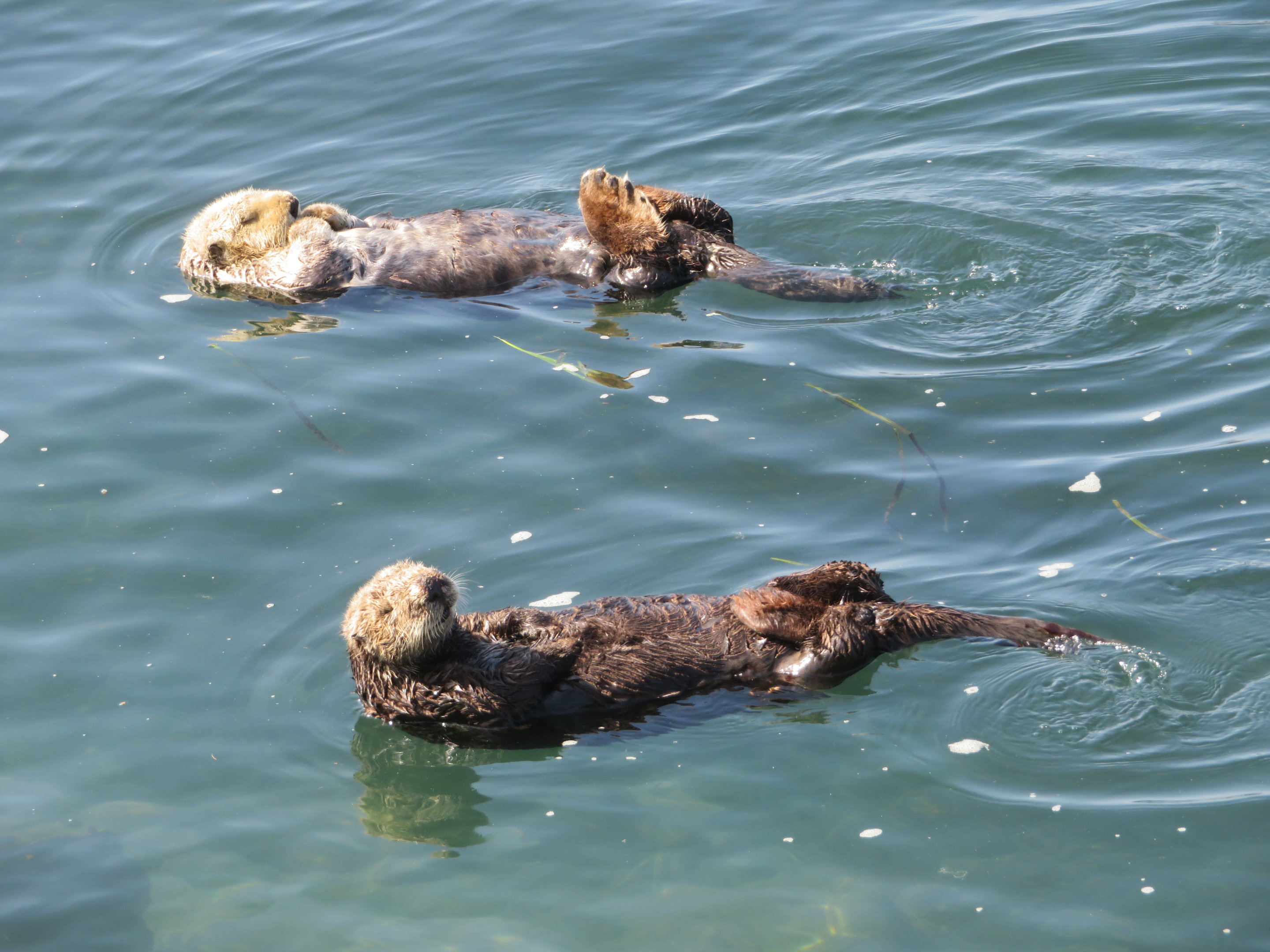Sea Otters